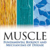 Muscle 2-Volume Set: Fundamental Biology and Mechanisms of Disease 1st Edition