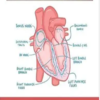 Osmosis Electrocardiography Essentials (Original PDF Form Publisher)