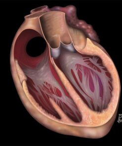 MRIOnline Mastery Series: Fundamentals of Cardiac MRI 2021 (CME VIDEOS)