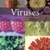 Viruses From Understanding to Investigation