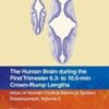 The Human Brain during the First Trimester 6.3- to 10.5-mm Crown-Rump Lengths: Atlas of Human Central Nervous System Development, Volume 2 (Atlas of Human Central Nervous System Development, 2) 2022 Original PDF