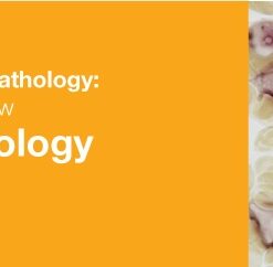 Classic Lectures in Pathology: What You Need to Know: Hematopathology 2019 (CME VIDEOS)